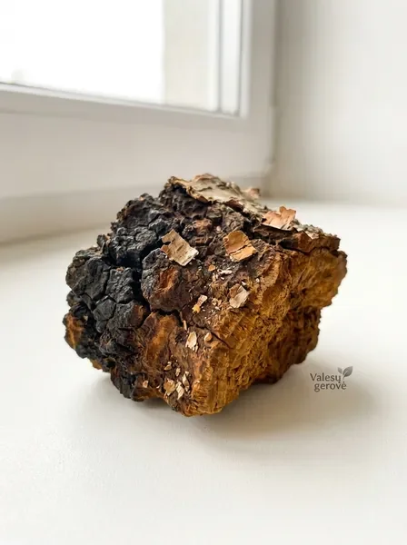 Chaga mushroom and birch bark traditional Baltic remedy ingredients